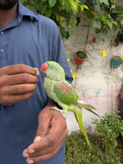 Kashmiri Raw Male