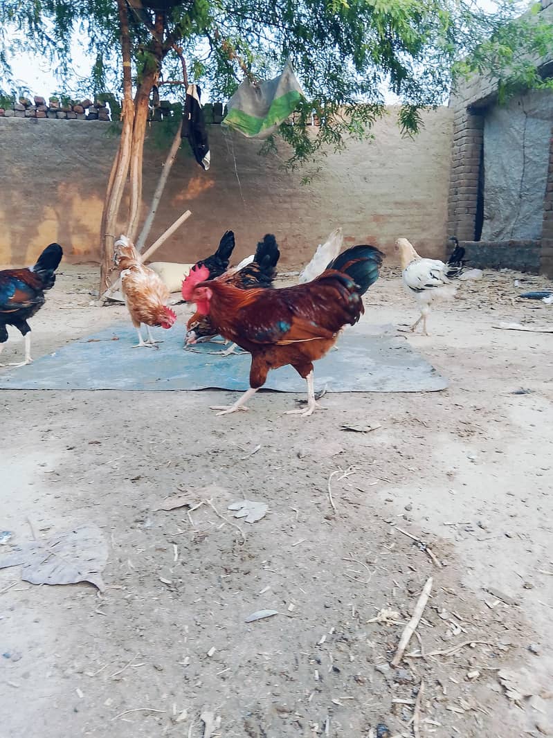 desi murga 1