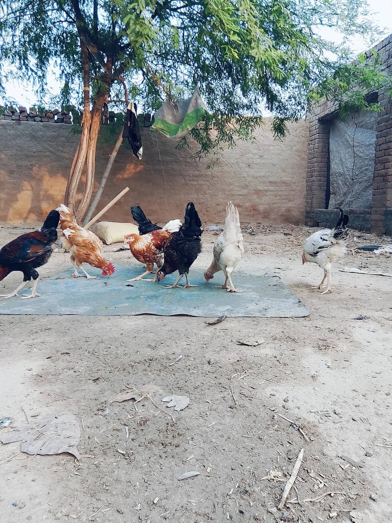 desi murga 2