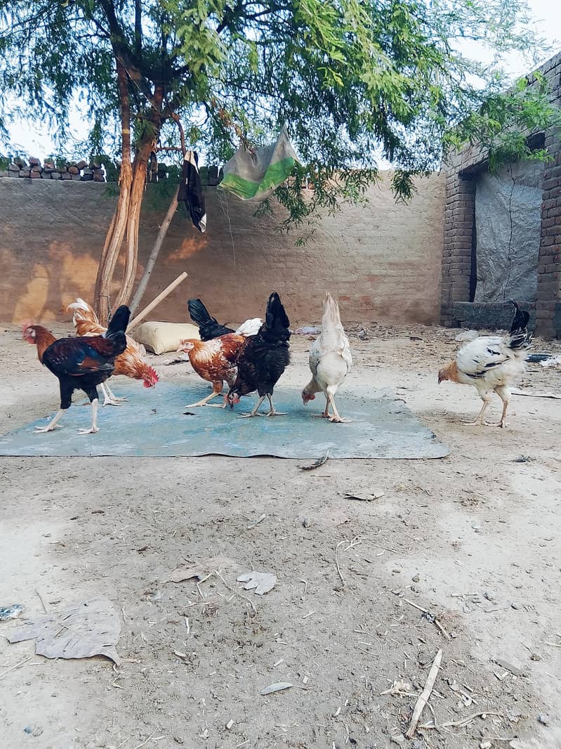 desi murga 3
