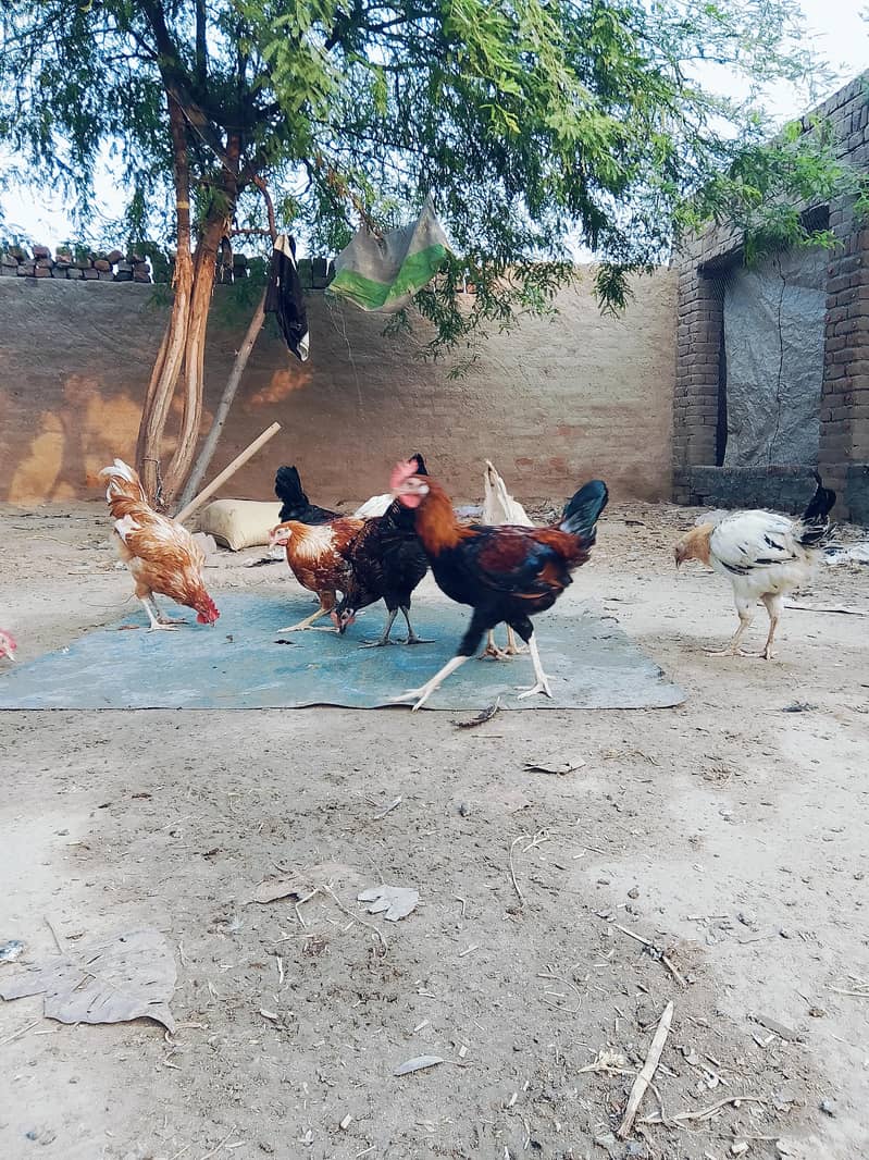 desi murga 4