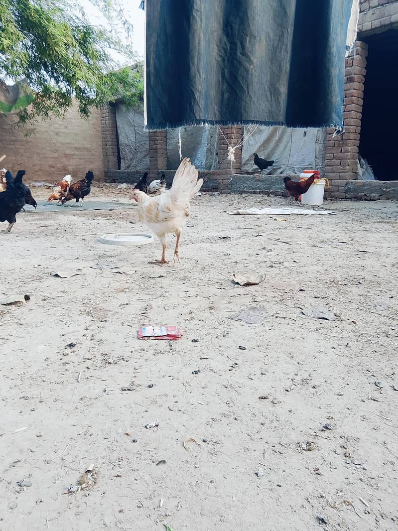 desi murga 5