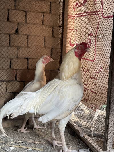 Eggs for sale