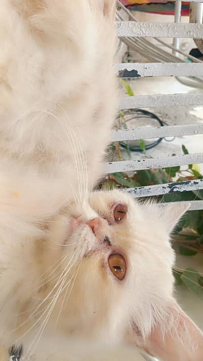 Persian cat For sale