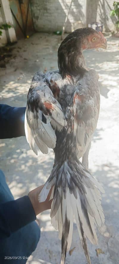 Aseel saleta pair for sale parrot beak cross