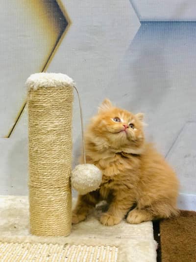 cash on delivery available Persian punch face cat kitten