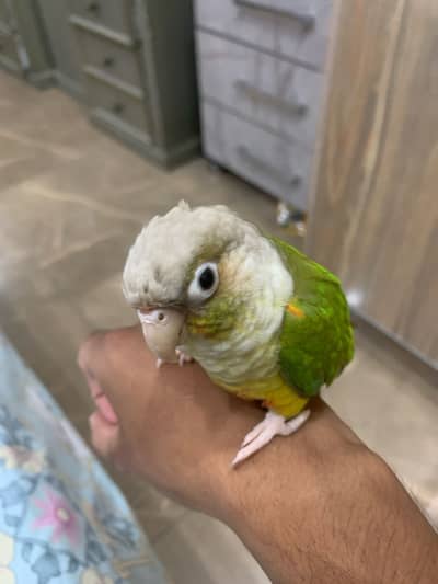 Fully hand and Flight tamed pineapple conure