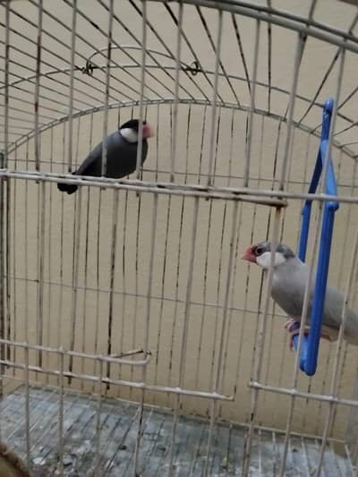 1white java pair and 1silver female and grey male