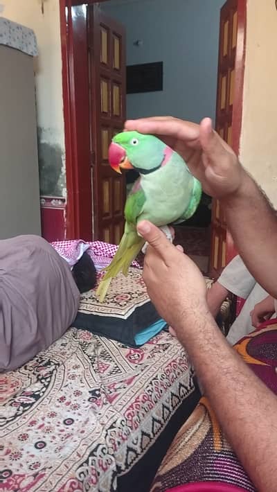 Hand tamed talking Raw parrot