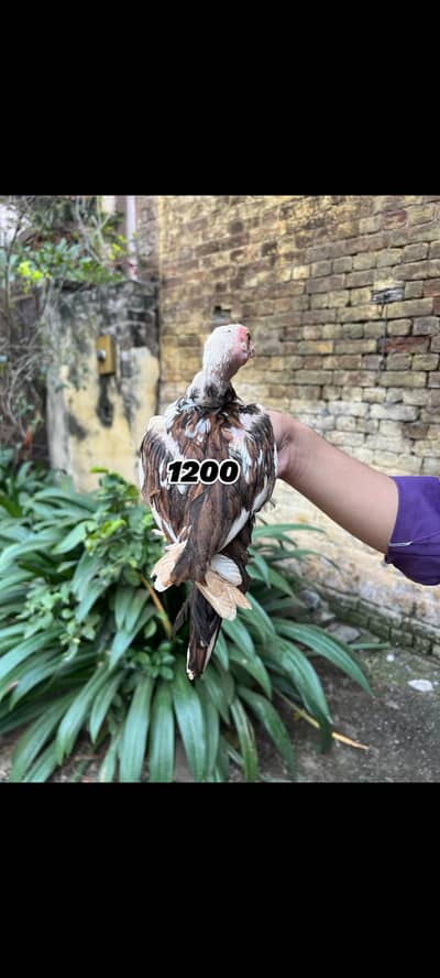 URGENT SALE chicks,pathi or 3 murgiyan or aik heera murga