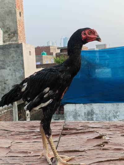 pokoye hen male and female