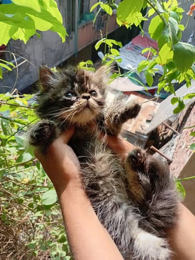 Persian / British Punch Face & Piki Face Kittens Available