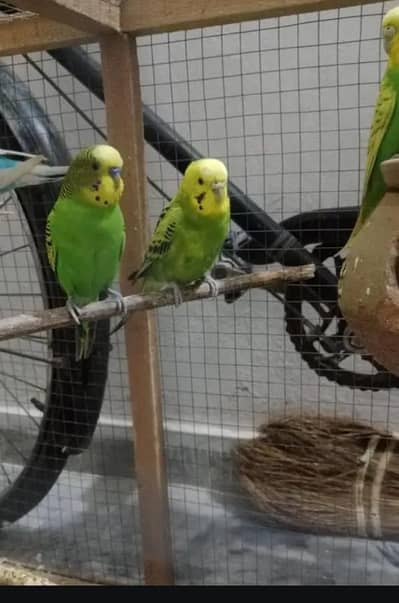 budges parrot and ring nick parrot and tame. parrot for. sale