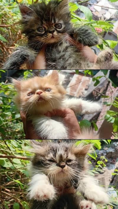 Persian / British Punch Face & Piki Face Kittens Available