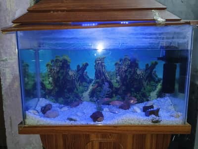 2.5 feet Aquarium with 5 fishes for sale