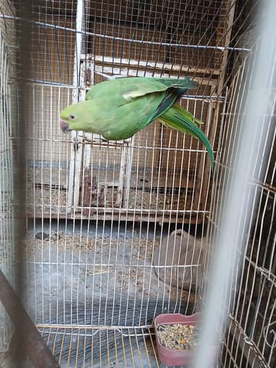 parrot