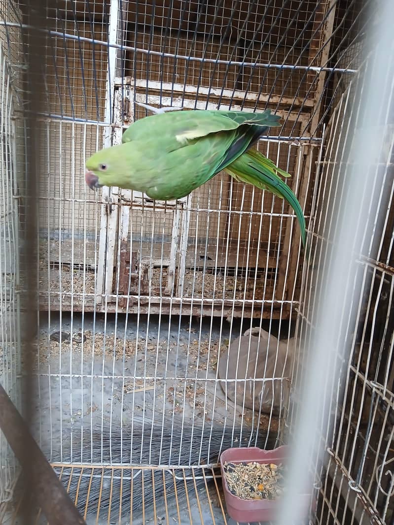 parrot 0
