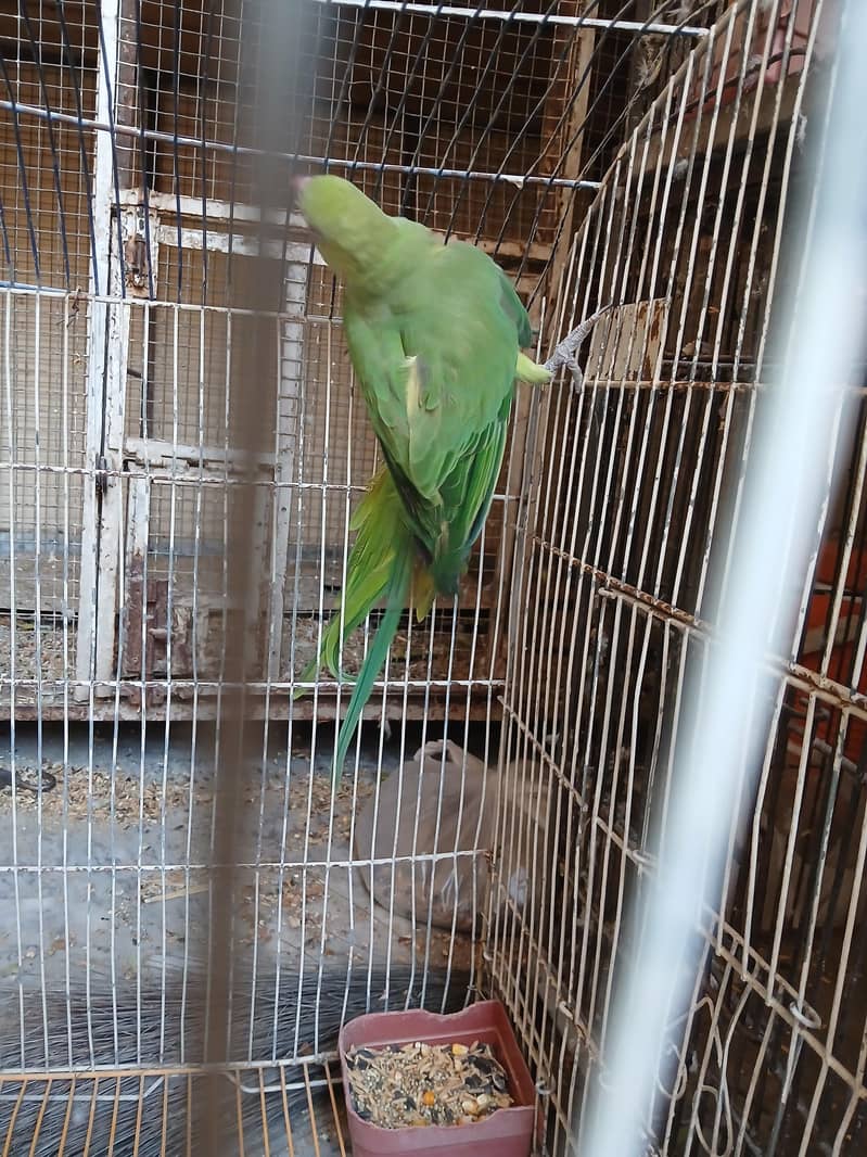 parrot 1