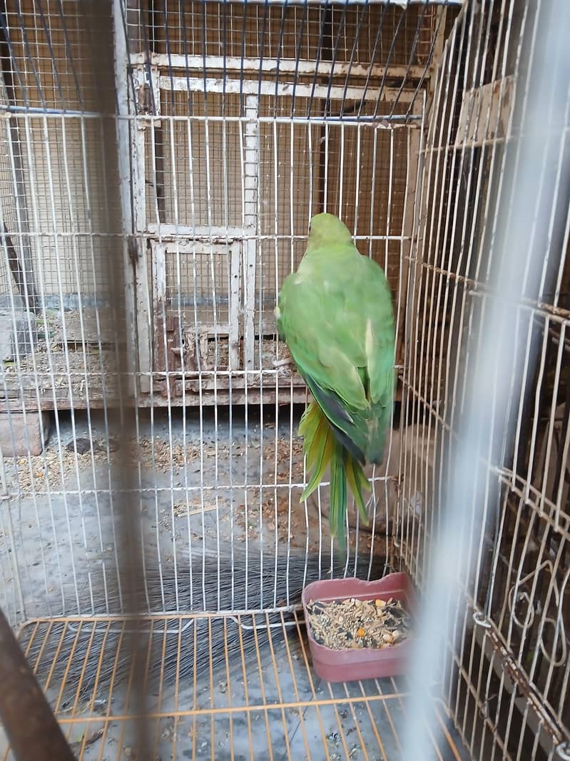 parrot 2