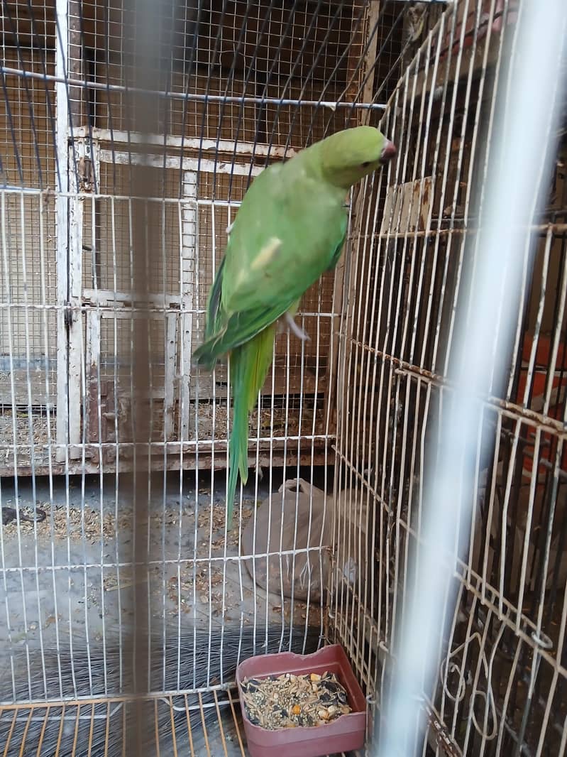 parrot 3