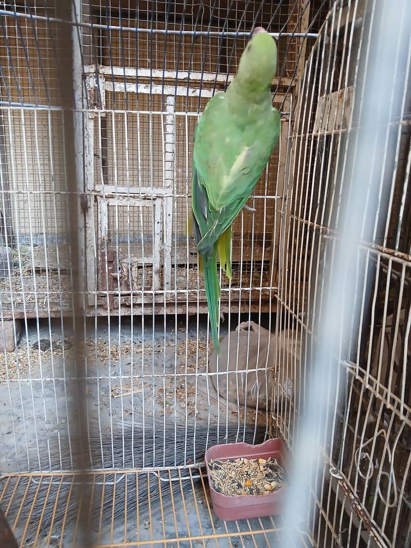 parrot 4