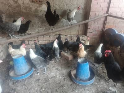 Egg Laying Birds For Sale