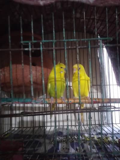 Breeder Pair