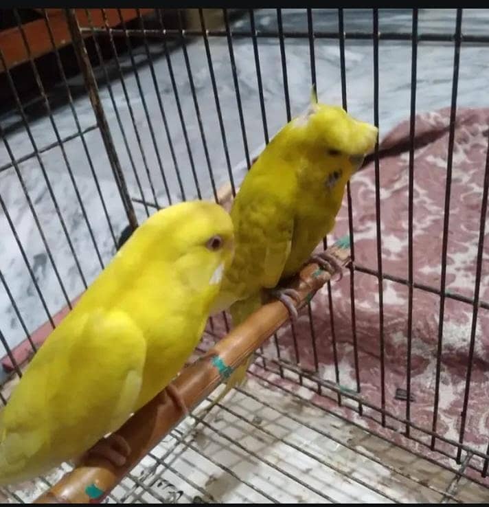 Breeder Pair 1