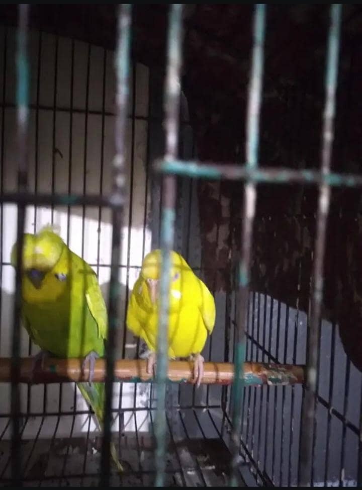 Breeder Pair 3