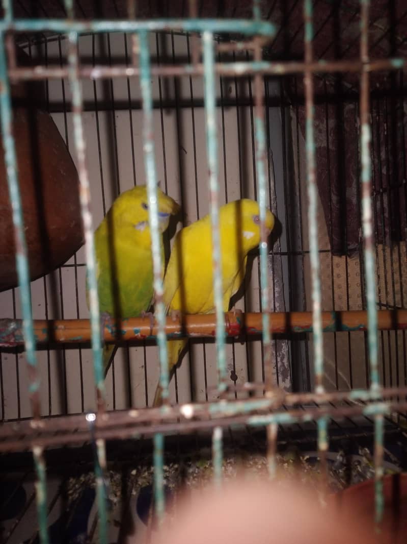 Breeder Pair 4