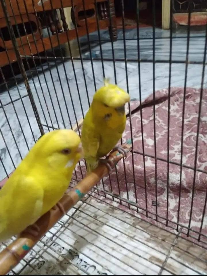 Breeder Pair 5