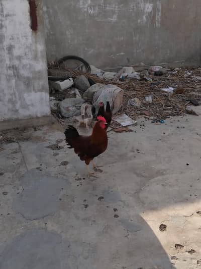 Healthy Active Rooster and Hen for Sale