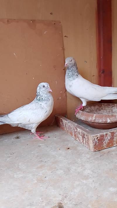 Golden pair