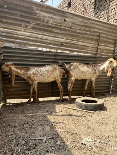 Goats female