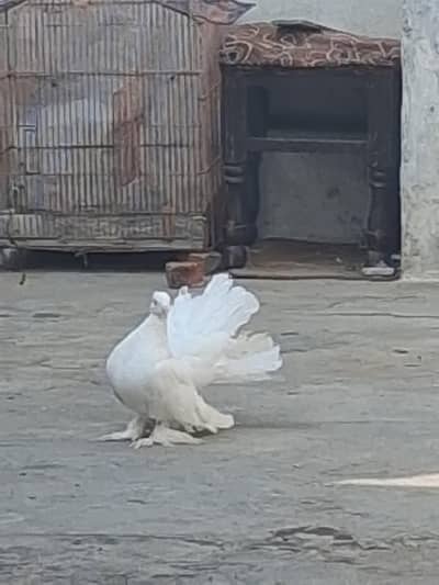 White lucky pair for sale.