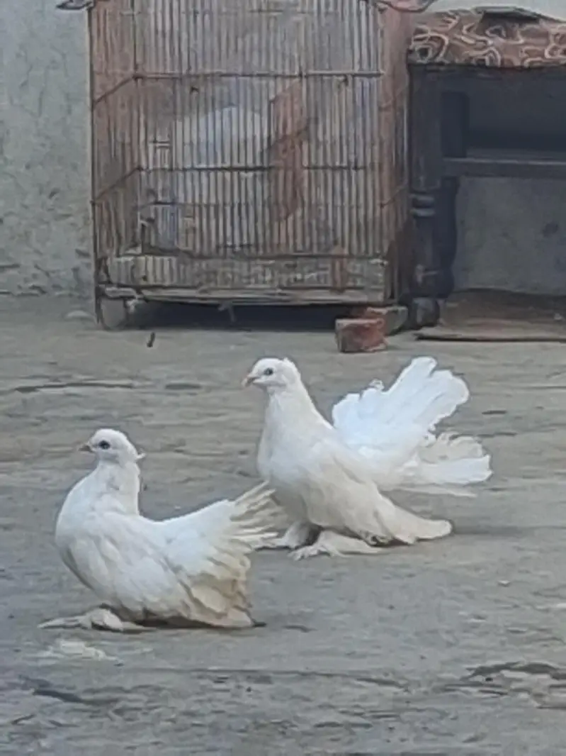White lucky pair for sale. — photo 2
