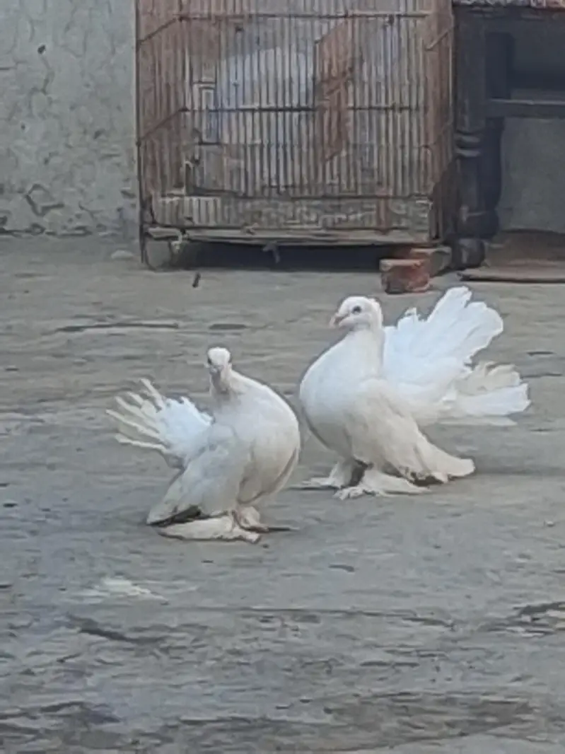 White lucky pair for sale. — photo 3