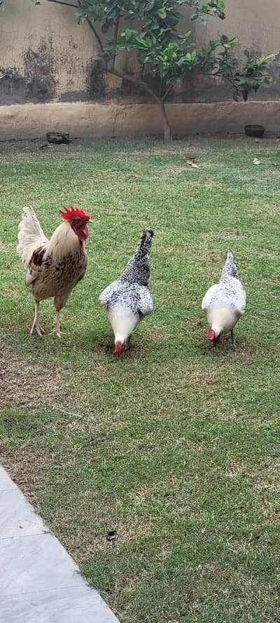 Desi White Murgha & Murghian Along with Cage (Pinjra) for sale