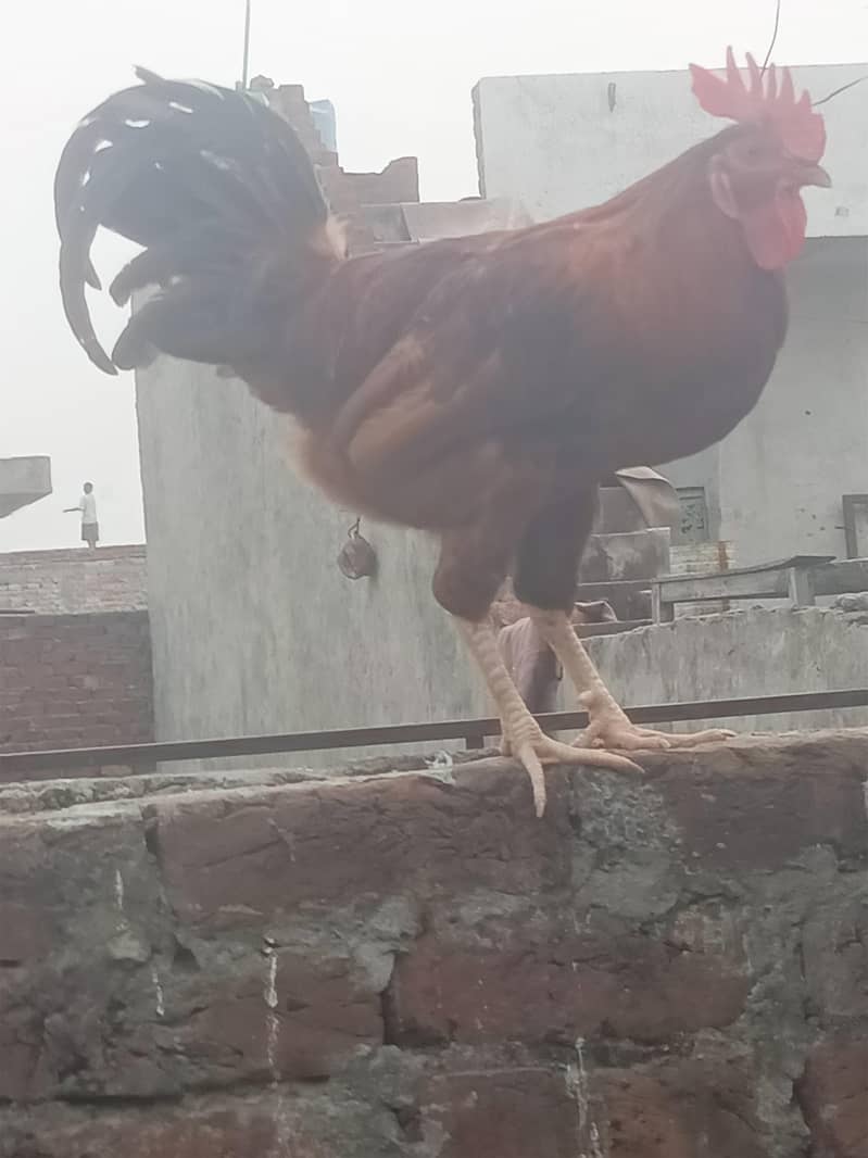 rir hens 0