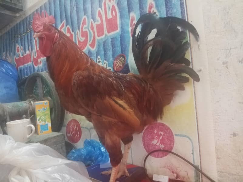 rir hens 1