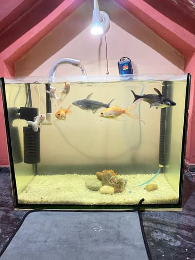 Aquarium setup for sale