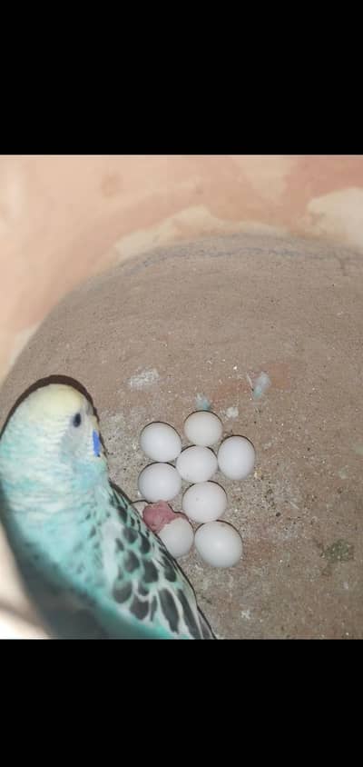 Breeder budgie female for sell