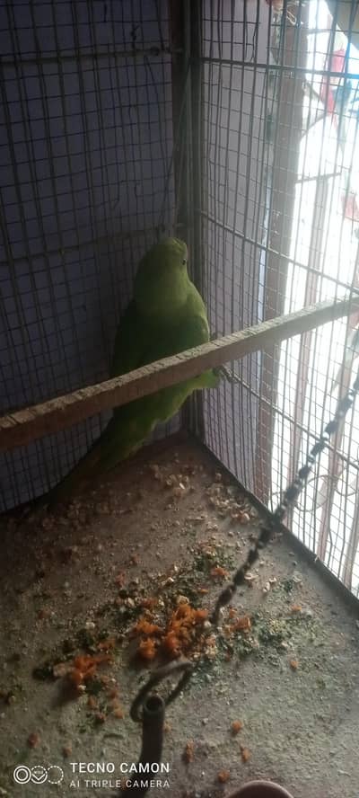 green parrot age 3 months