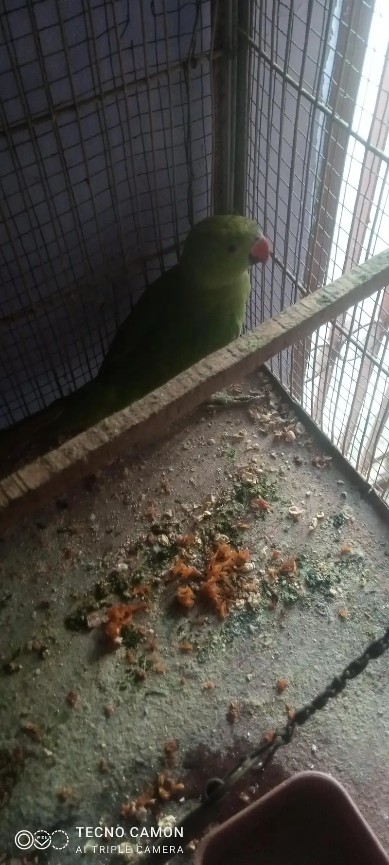 green parrot age 3 months — photo 2