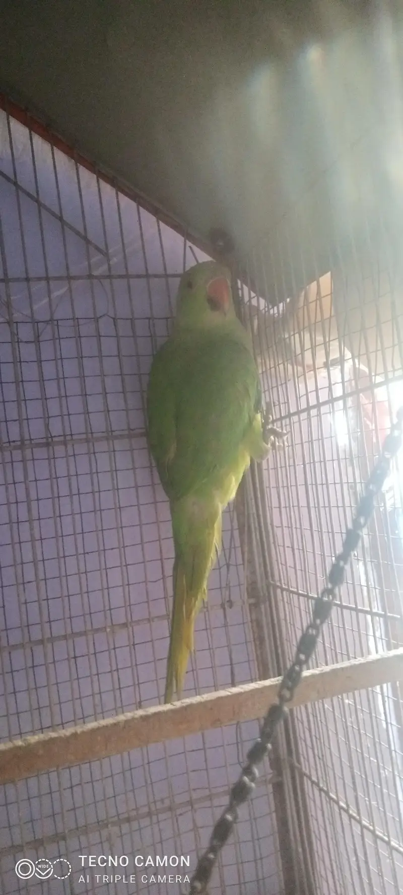 green parrot age 3 months — photo 3