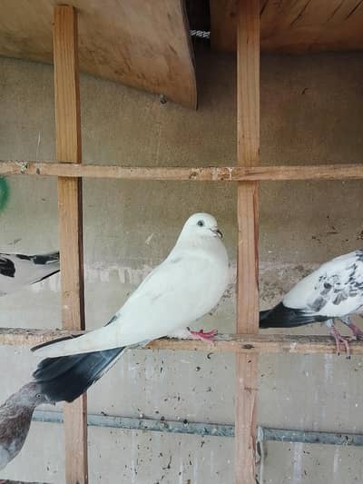 korangi Karachi 6 kabootar hen total