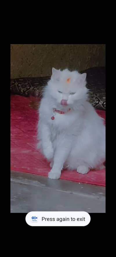 Billi for sale