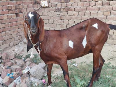 Desi Goat For sale