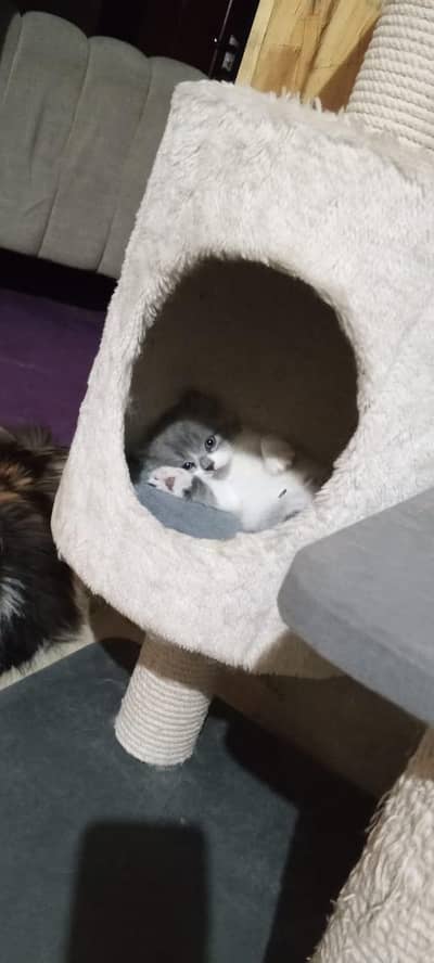 triple coat regdoll