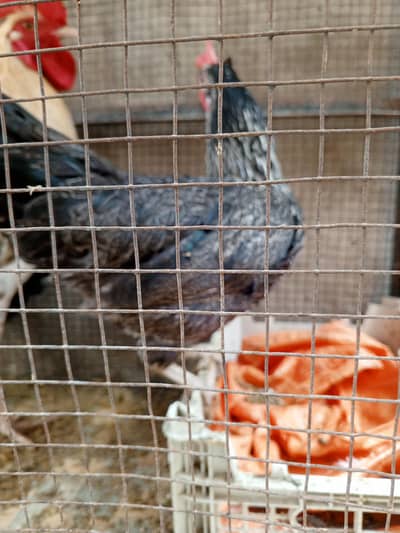 Pure Desi Hens